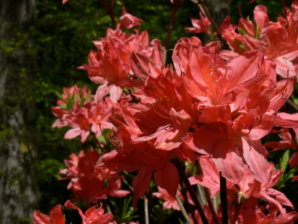 Bois des Moutiers (201) Mai 2012
